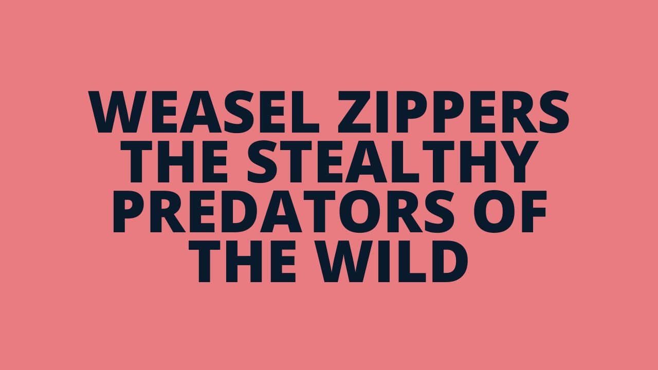 Weasel Zippers The Stealthy Predators of the Wild